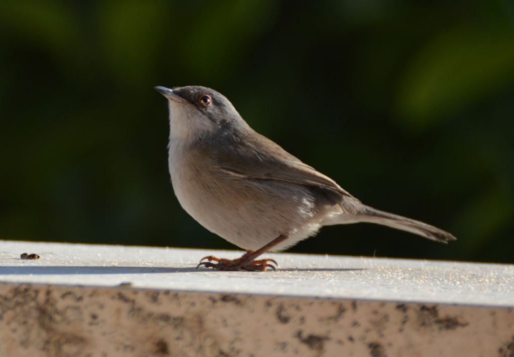Codirosso e Occhicotto